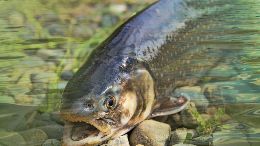 威尔逊河是否禁止捕捞鲑鱼